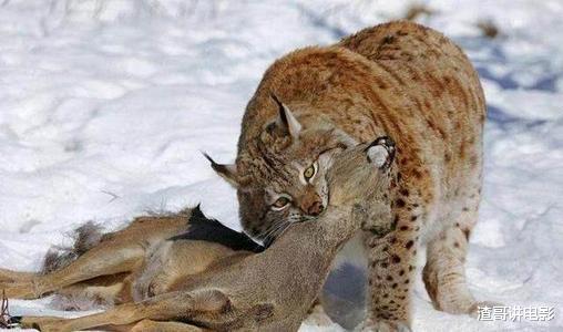 猞猁 猞猁到底有多凶残？一爪就能抓下飞行的鸟，连狼都敢杀来吃！纪实