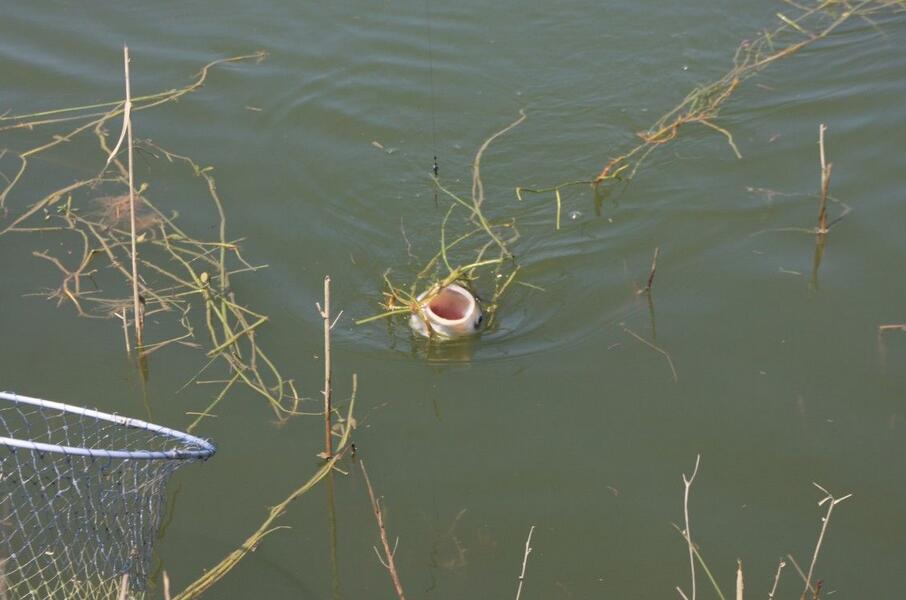 |夏天气温高，鱼不开口怎么办？那么这个小药能帮你解决