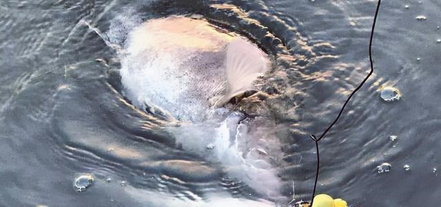 深水区|湖南一男子野钓收获“鳜鱼王”，20多斤重比煤气罐高，网友：放生