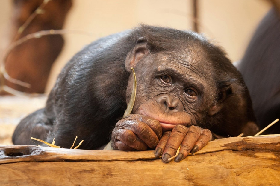 科学家|苏联违背伦理的实验：让人类怀上猿猴的孩子，失败却是最好的结局