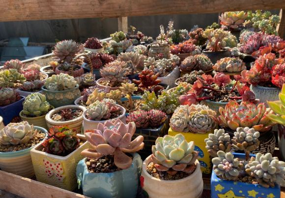 向阳园艺|养好多肉难吗？一点都不难，只要少浇水，多肉基本不会死