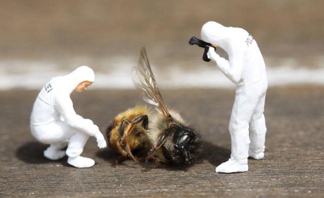 蜜蜂 科学家们的预测:致命的“组合拳”将会让蜜蜂在未来的某一天灭绝