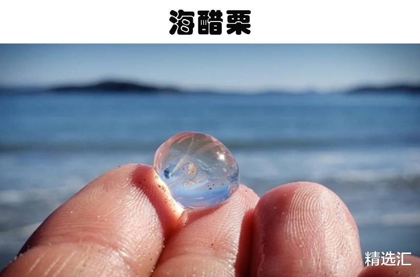 蝴蝶 自然界的奇迹：地球上存在的9个奇妙的透明动物