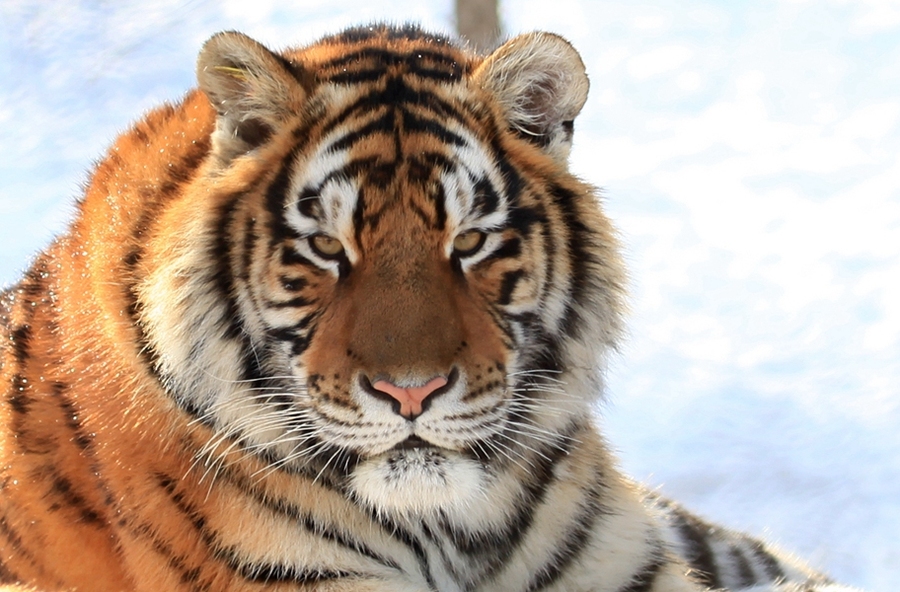  陆地单挑最强生物