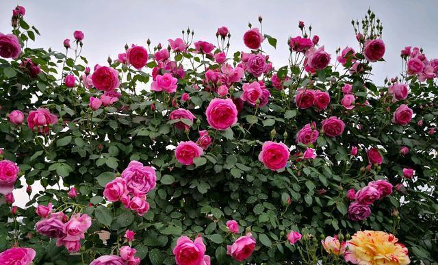 京跃伟哥|进入9月,3种花要种起来了,早种早生长,来年开春就开花!