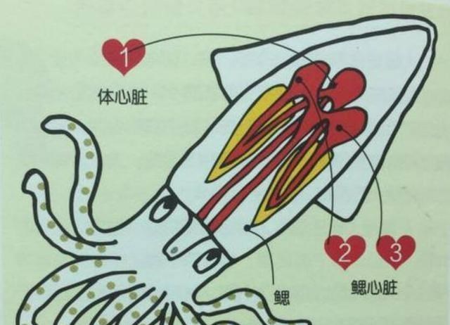 章鱼 章鱼智商到底有多高，为何有人科学家认为它不是地球生物？