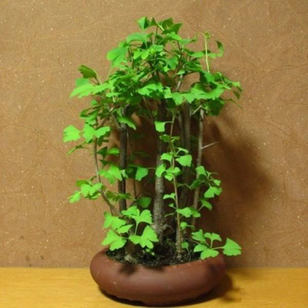 花百科|植物中的“活化石”，秋天一到满树“黄金”，养一盆吉祥喜庆