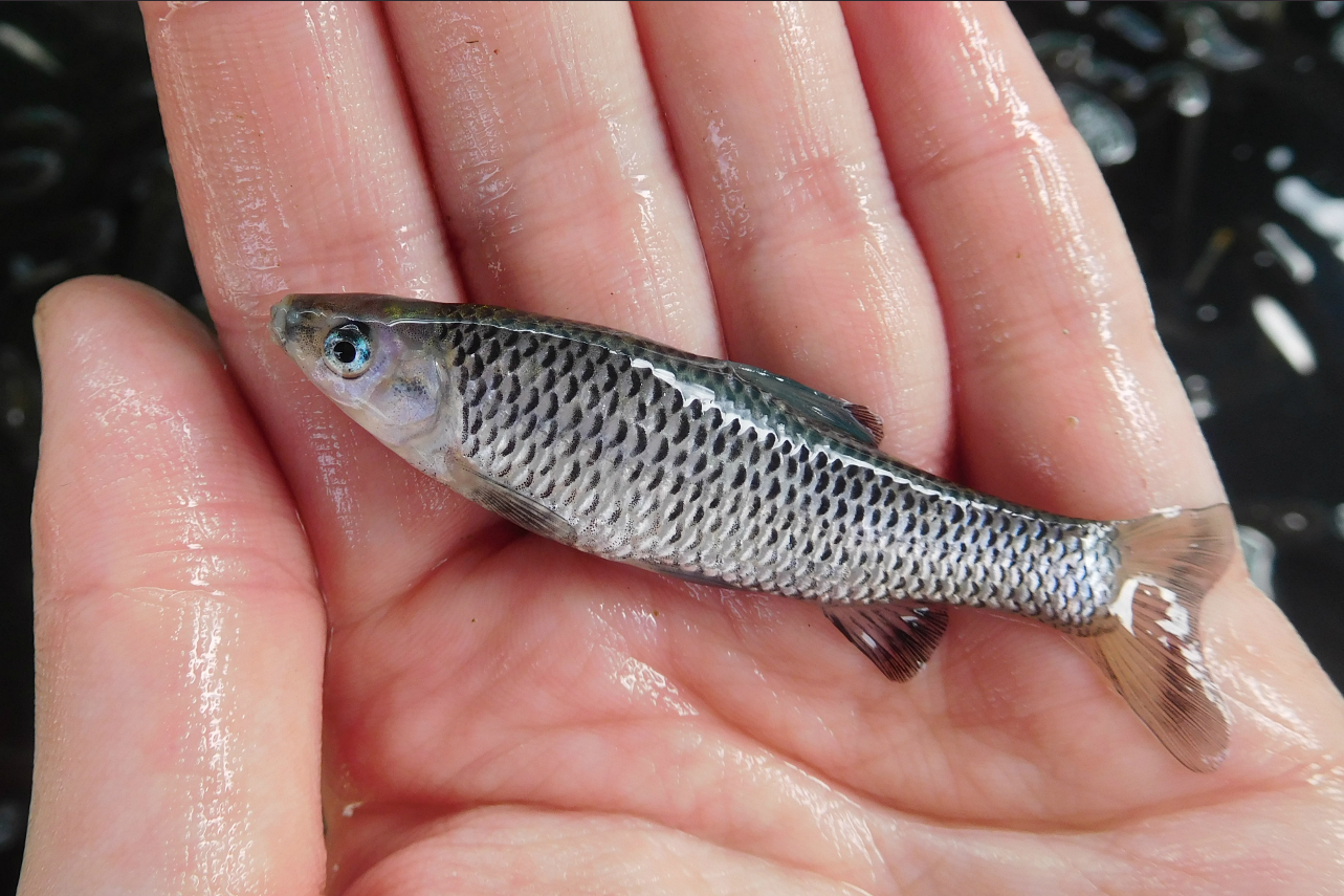 |钓鱼人讨厌的一种鱼,一度泛滥成灾,短短数年,欧美多地“失守”