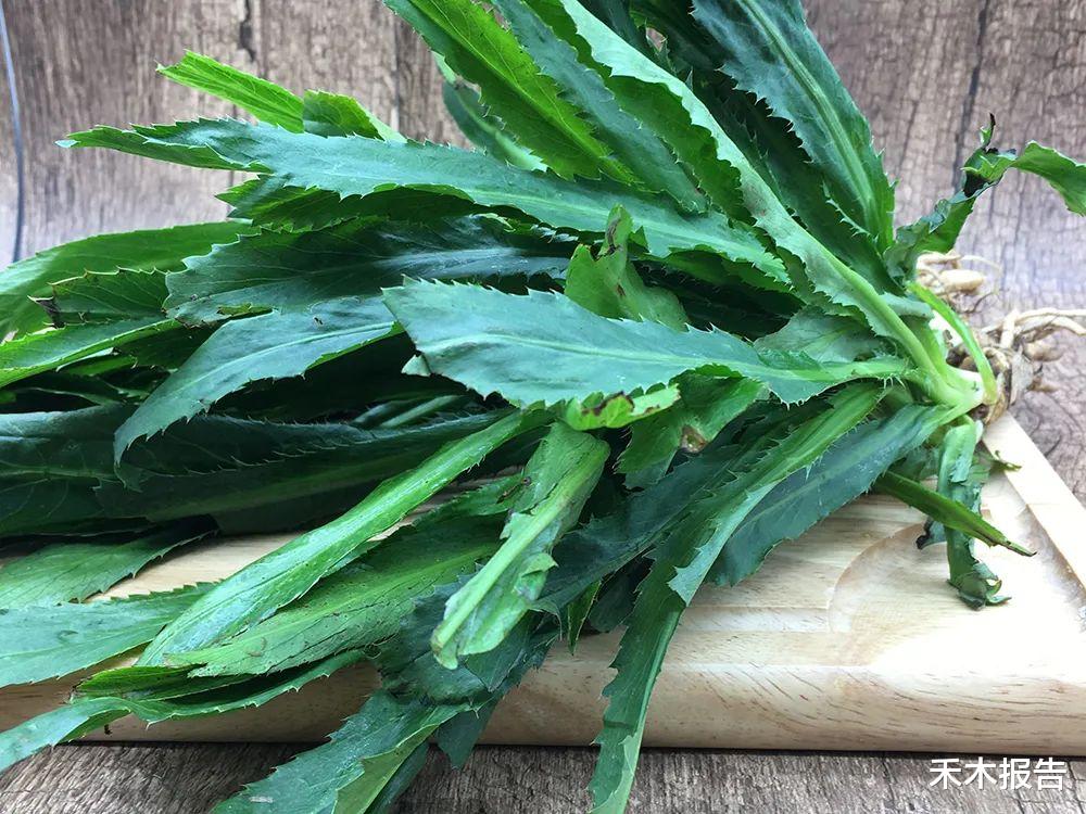 香菜|全身长满刺,气味如香菜,如果你家乡也有请重视,理气止痛价值高