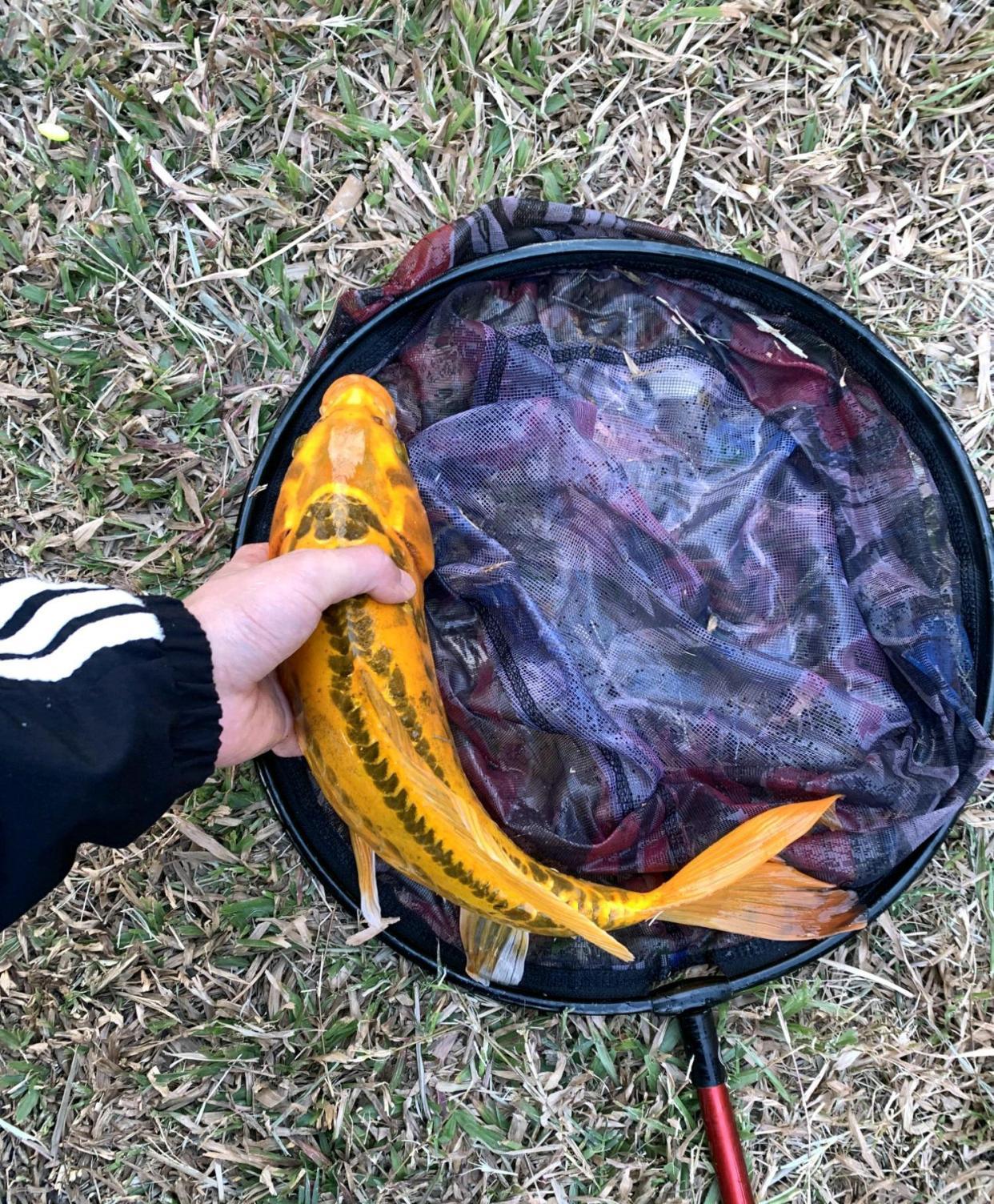 深圳市|价值上千?深圳钓友钓了条奇鱼,有人出1000想买,钓友:已经放了