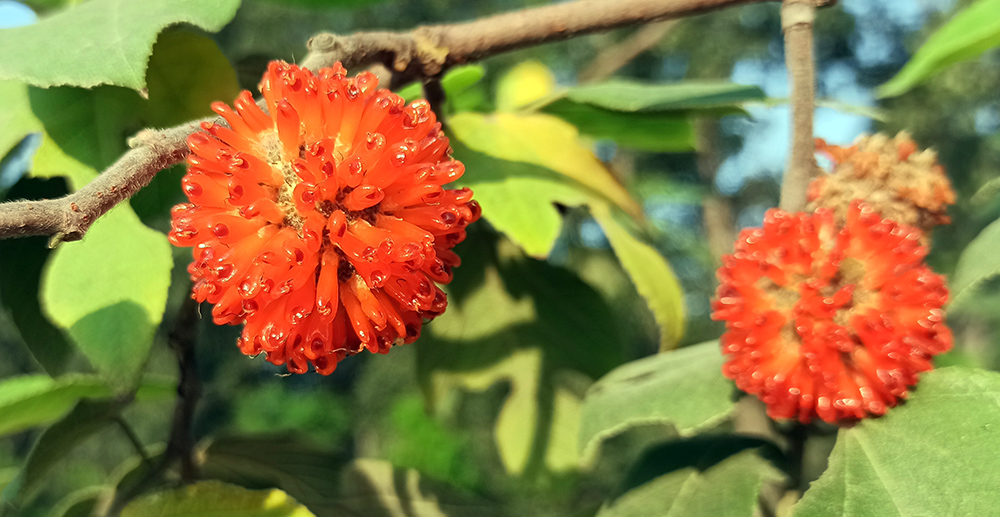 女孩 我真不是他老婆