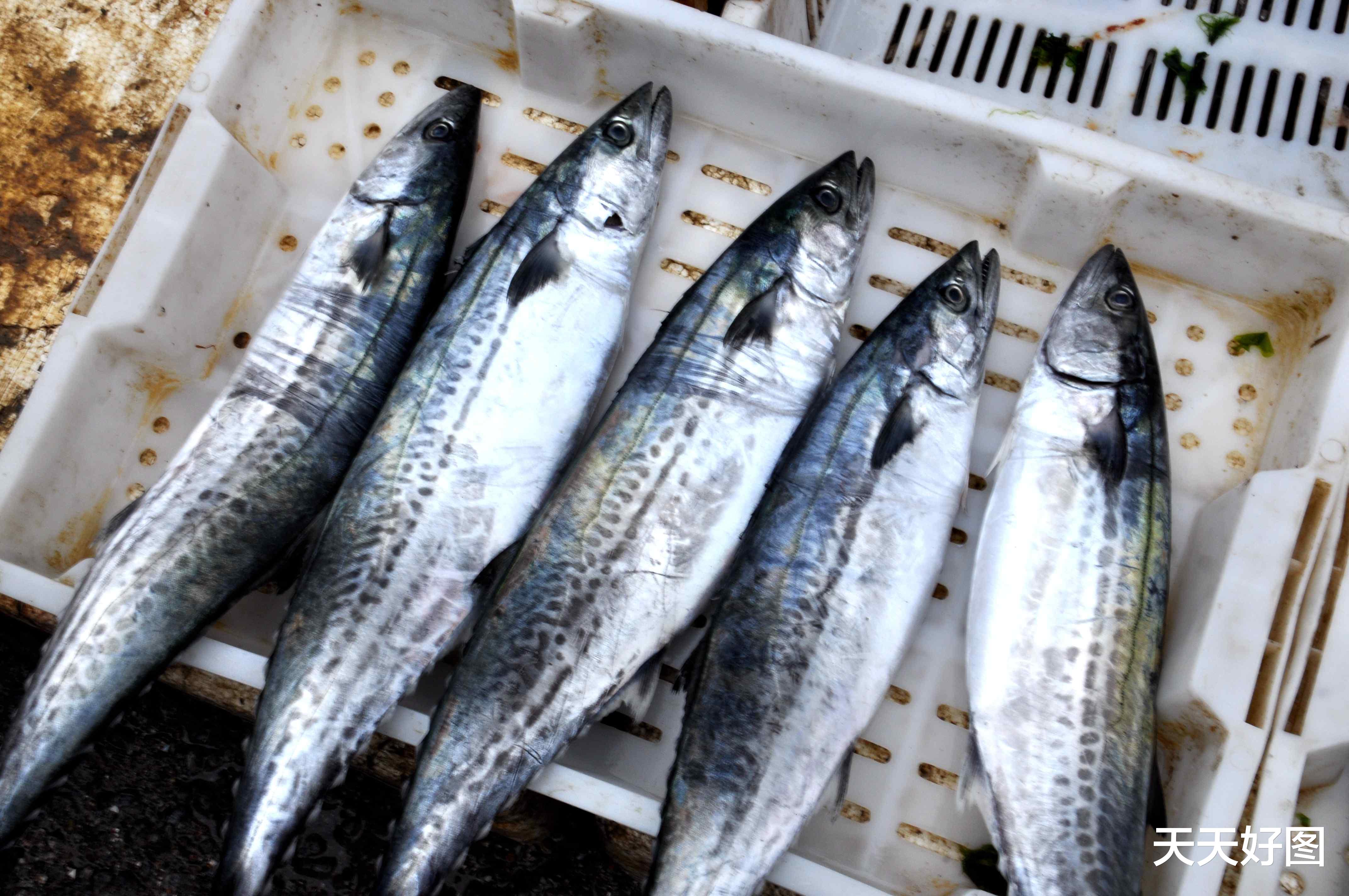 天天好图 青岛鲅鱼一斤跌好几块，休渔期鲜海货供应充足，“吃便宜”正当时