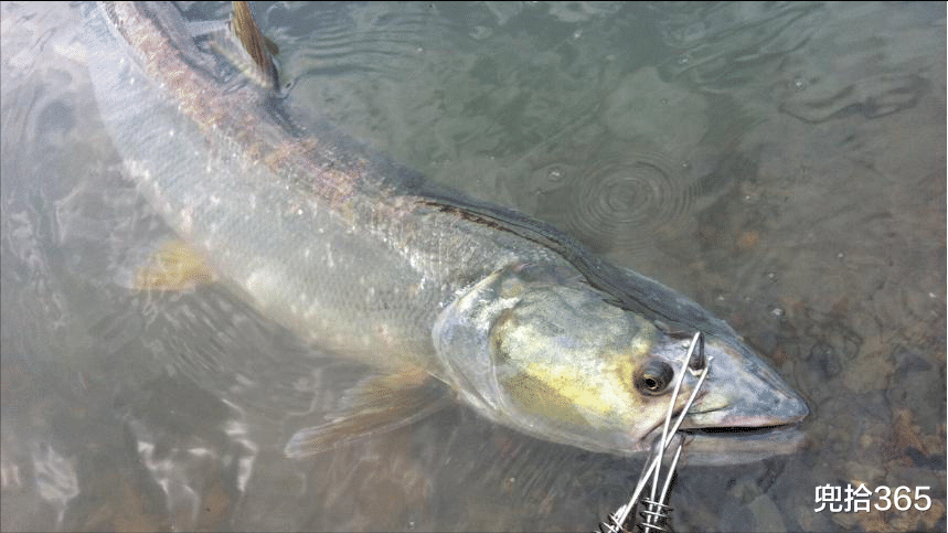 广东省|1.4米长70斤重，广东一男子野钓实现大鱼梦！网友：还穿上丝袜了