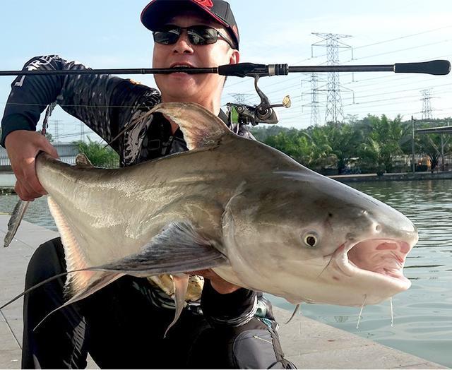 |钓鱼的初学者, 只有掌握相关的钓鱼知识才能够今早钓到大鱼