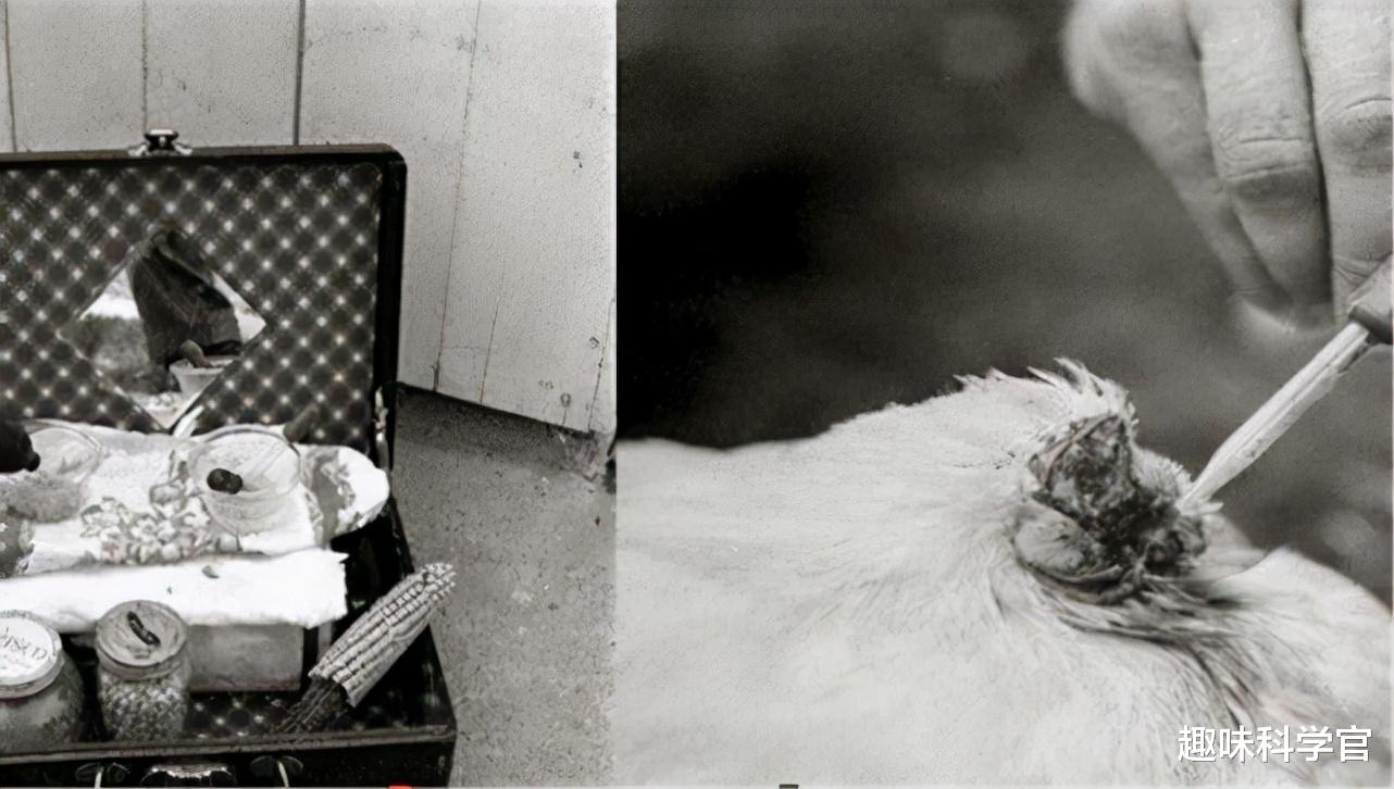  一只公鸡被斩掉头部后，仍存活了18个月，揭开它的不死之谜