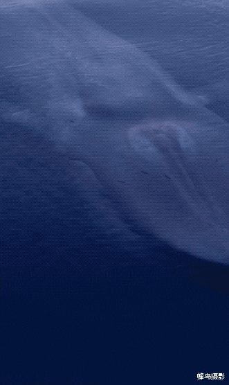 街舞|33张活久未见的照片，瓢虫喝醉后“耍酒疯”，这是在跳街舞吗