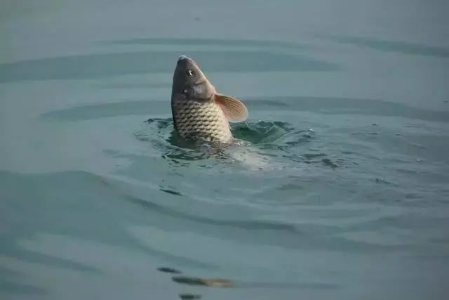 |垂钓时，抓鱼口到底有没有规律？看完此文你就彻底明白了！