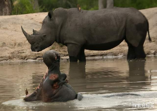 犀牛 河马vs犀牛，谁才是真正的陆地之王？大象见了都得退避三舍