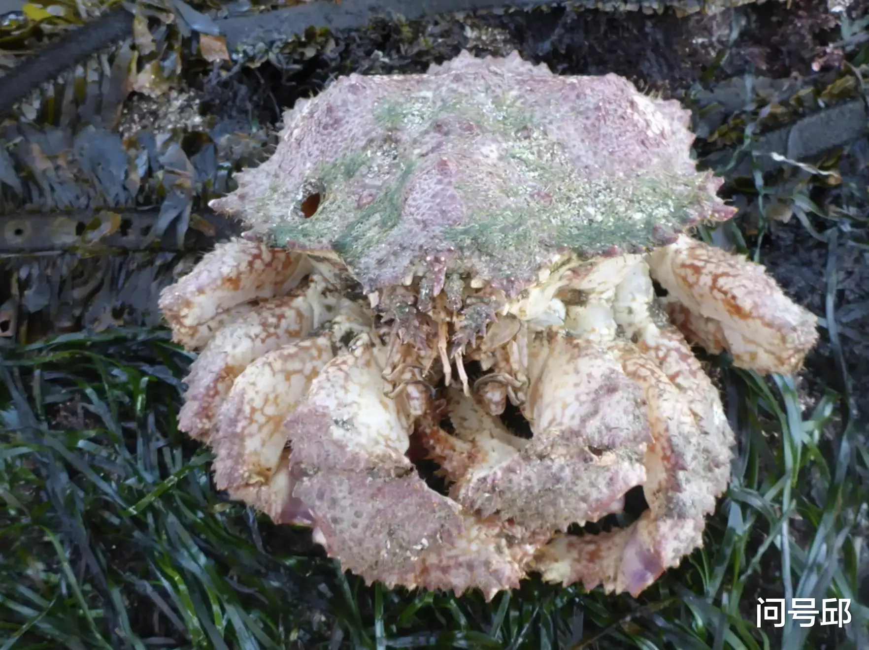 粉色 10种奇怪的螃蟹:有五颜六色的体色,有稀奇古怪的模样