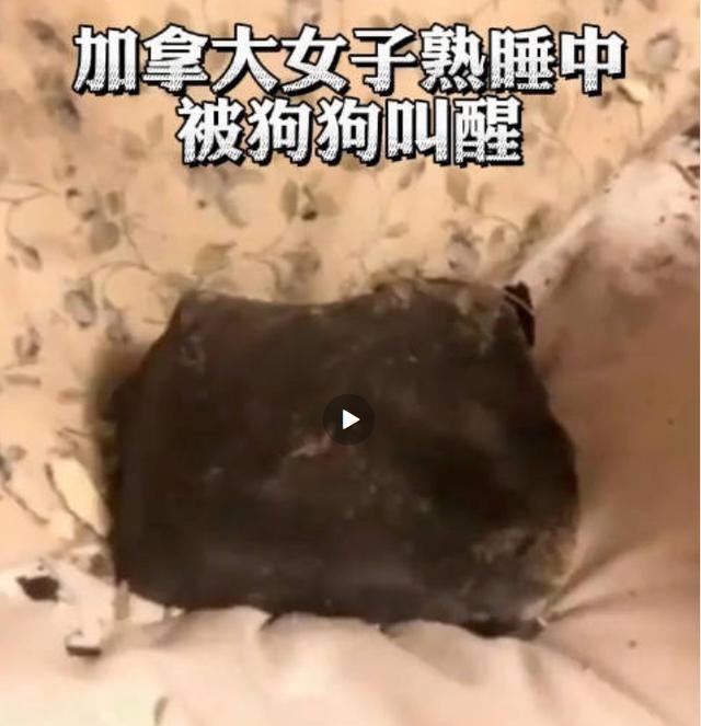 陨石 飞来横祸!女子半夜被狗叫醒后,陨石砸在床上 陨石的威胁有多大