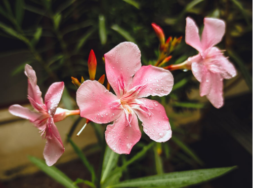 跃龙门|6月上旬，鲤跃龙门，生财有道，3生肖得到贵人青睐，从此职场顺遂