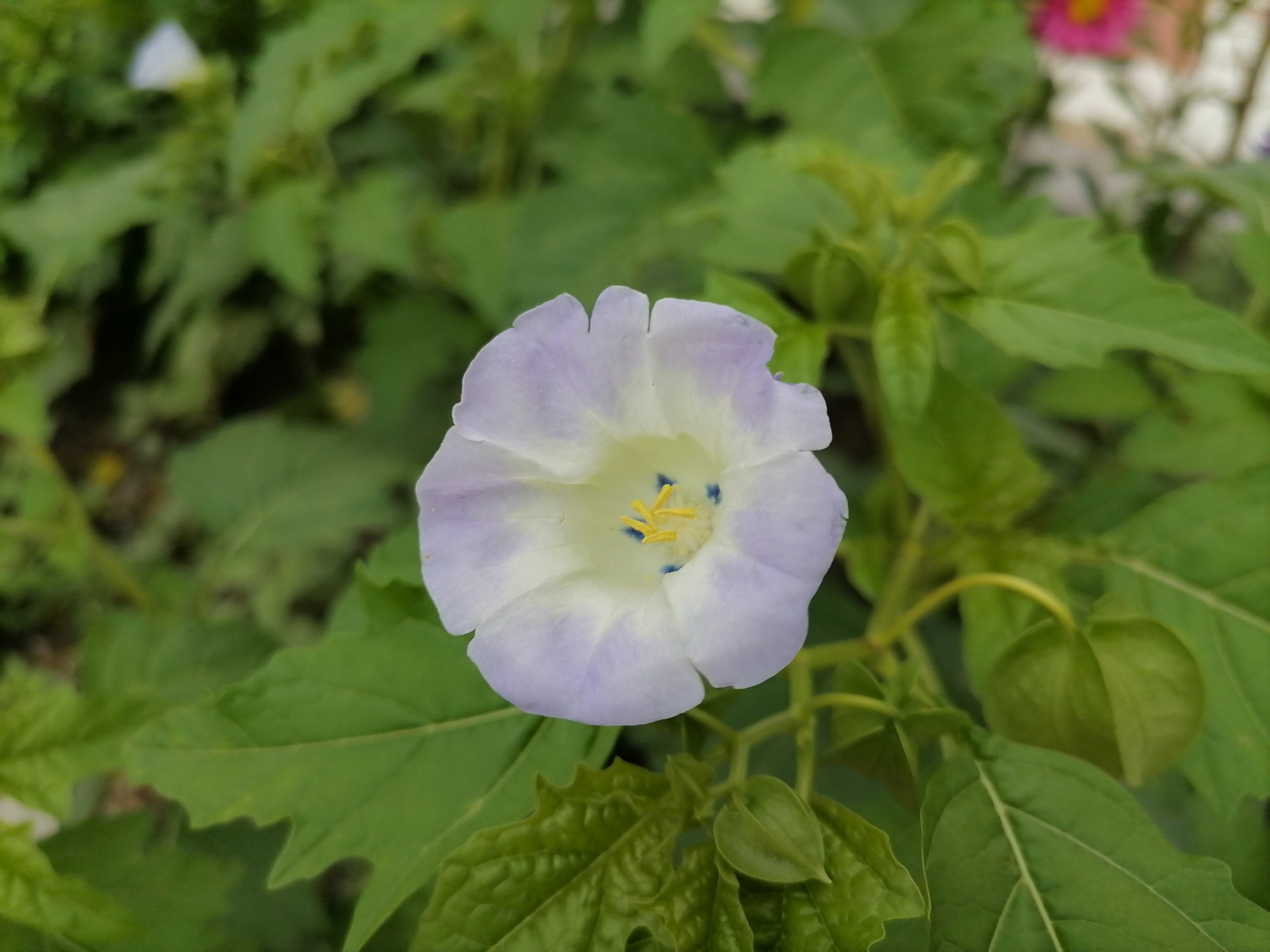 【路过风景】 穿越夏秋之交——花卉植物手机业余摄影作品赏