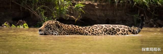 百慕大三角 美洲豹vs科莫多巨蜥，当毒王遇到杀手，谁会活到最后？