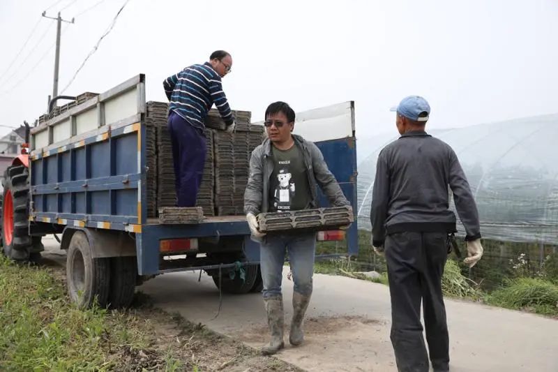 上海奉贤 金汇这个合作社俩人一天种完80亩地，听说现在种粮大户都这么干……