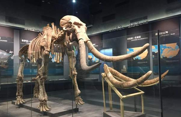 哺乳动物|地质中新世时期,是猿类和原始人的黄金时代