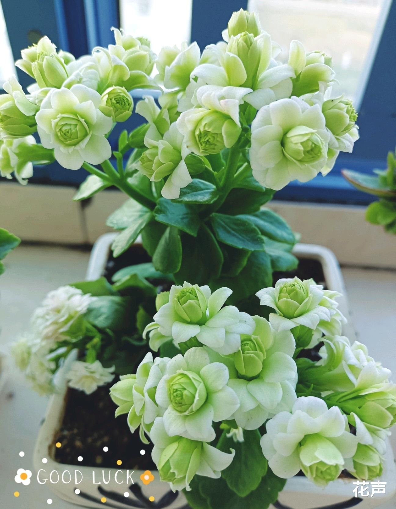 花声 封闭阳台养啥花？这种盆栽很合适，美如玫瑰，三季花开，还很好养