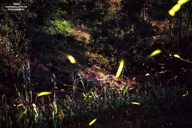 昆虫 虽然萤火虫发光，但是它需要光也害怕光