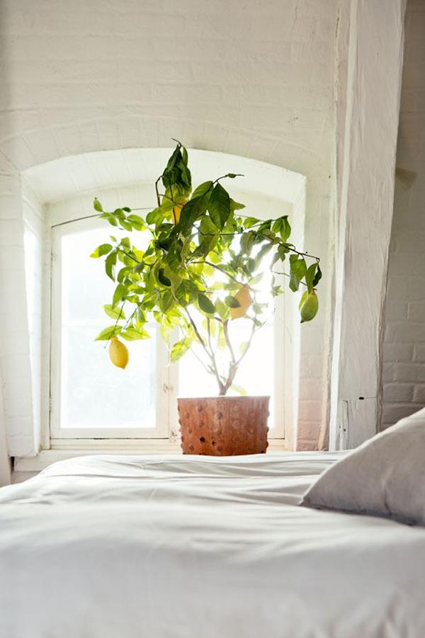 卧室不要乱养花,4种“催眠花”,净化夜间空气,一觉睡到大天亮