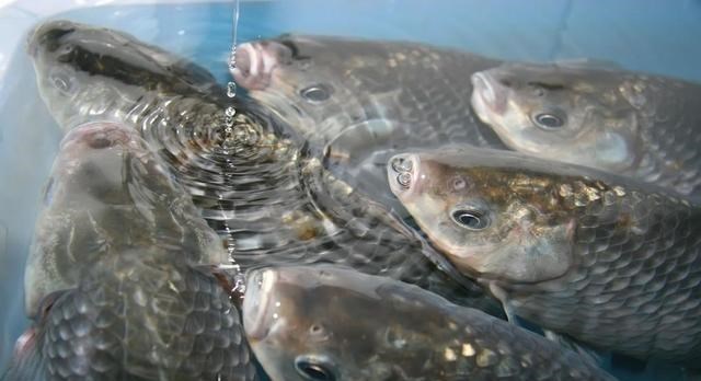 奥斯卡奖|天气是导演,鱼是主角,你只是个群演!想拿钓鱼奥斯卡得会演戏!