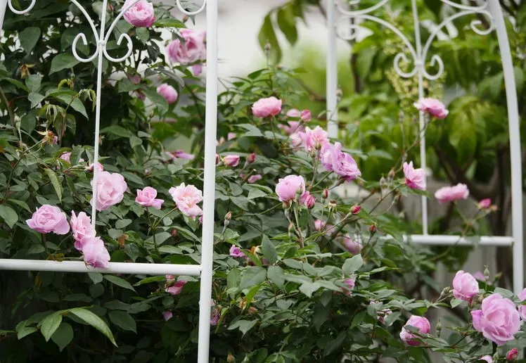 4年前，毫不犹豫买了这个带60㎡露台的房子，开始DIY改造小花园