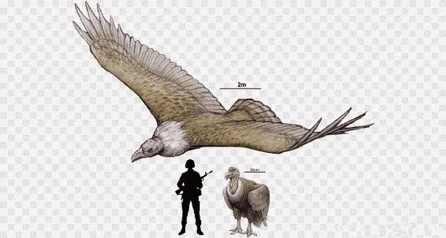  鸟类中的滑翔之王：秃鹰的飞行能力，究竟有多强？