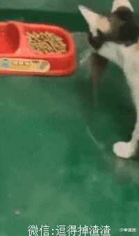 小秦星座|搞笑GIF：本以为他要来一个后空翻