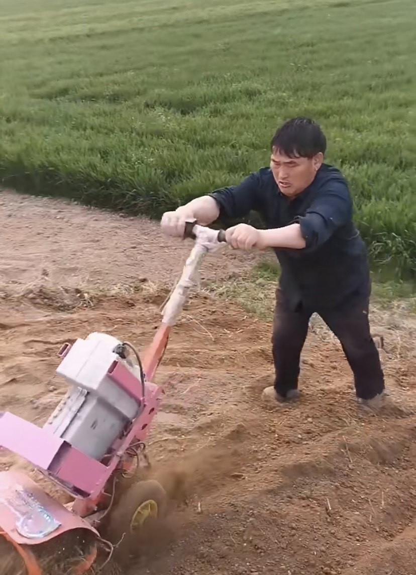 朱之文|大衣哥有收割机不用，故意亲自割麦子作秀？引发网友热议