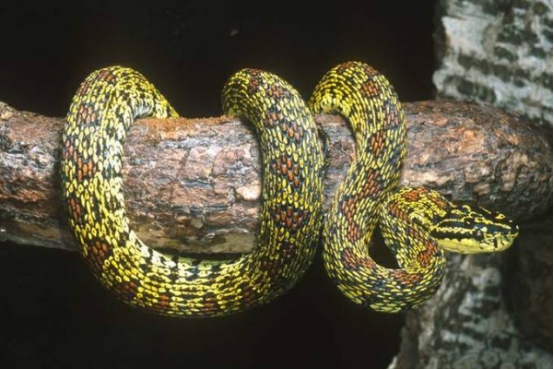 毒蛇 国内最强的无毒蛇，菜花蛇有哪些优势？甚至能吃眼镜王蛇？