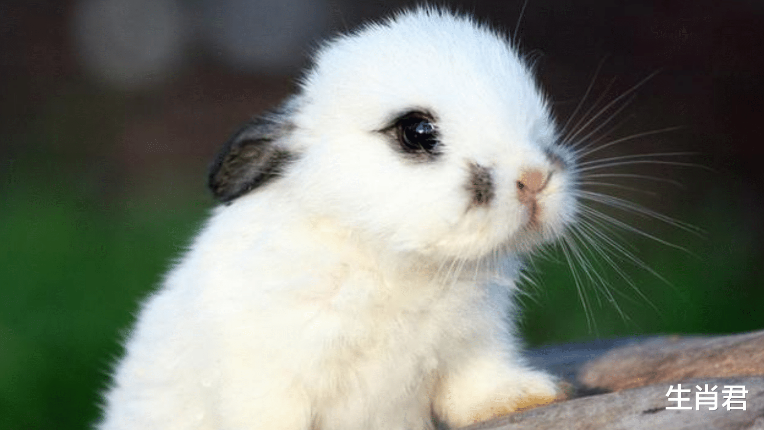 招聘|12月下旬喜鹊登门财运到,事业顺利职场旺,属兔人职场遇转机