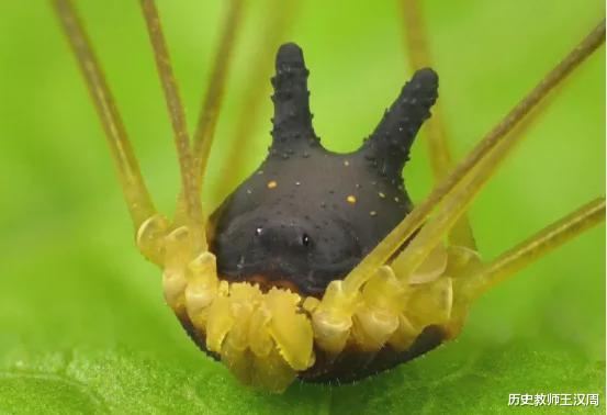 蜘蛛 物种界的泥石流：不是蜘蛛的蜘蛛，不是蚂蚁的蚂蚁