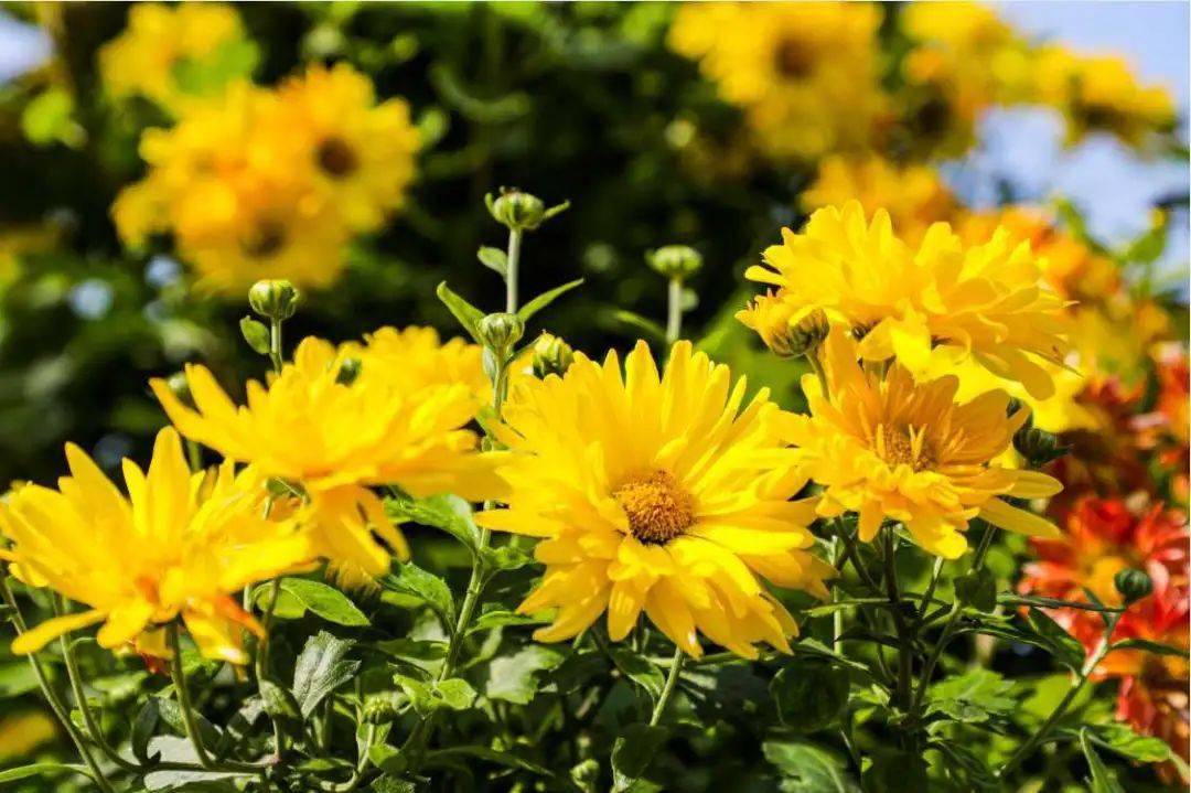 恒哥超级奶爸|何当载酒来,共醉重阳节:晏几道写的这首重阳节词,读来动人心扉