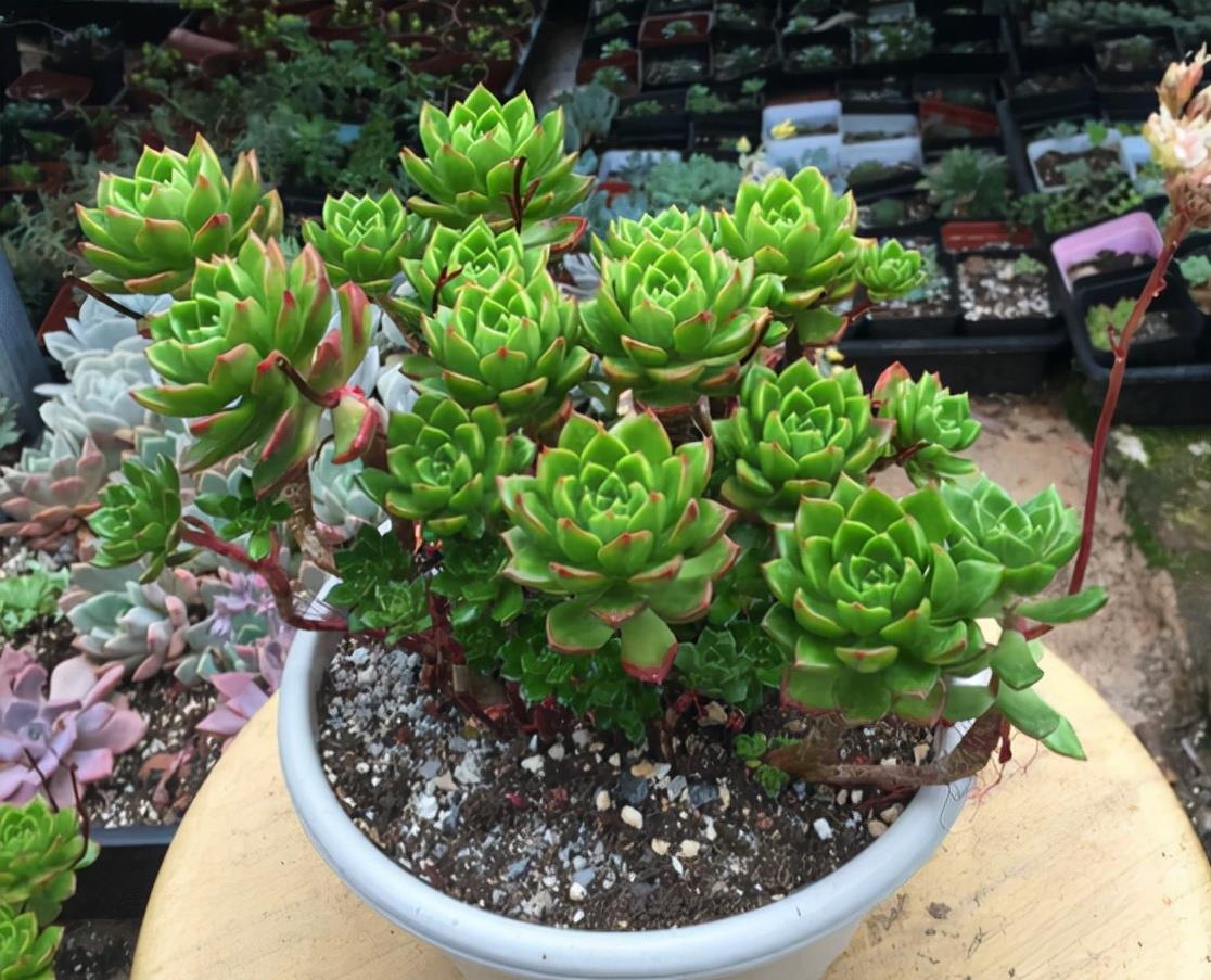 植萌|蒂亚多肉能不能红起来，就看这个秋天了