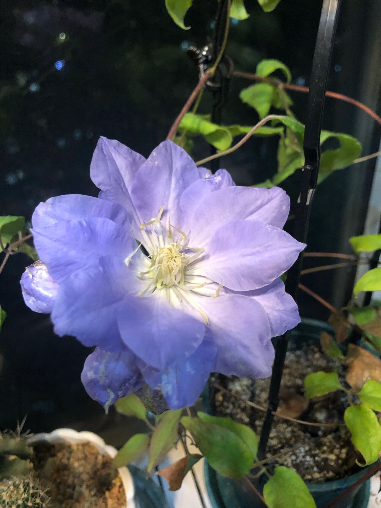 12㎡小阳台“造花园”,光照不足2小时的阳台,也能美成仙境!