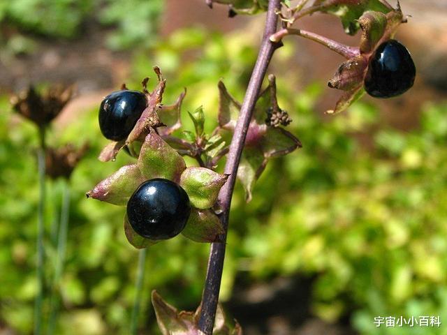 生物碱 “近在咫尺”的5种剧毒植物，你知道几种呢？