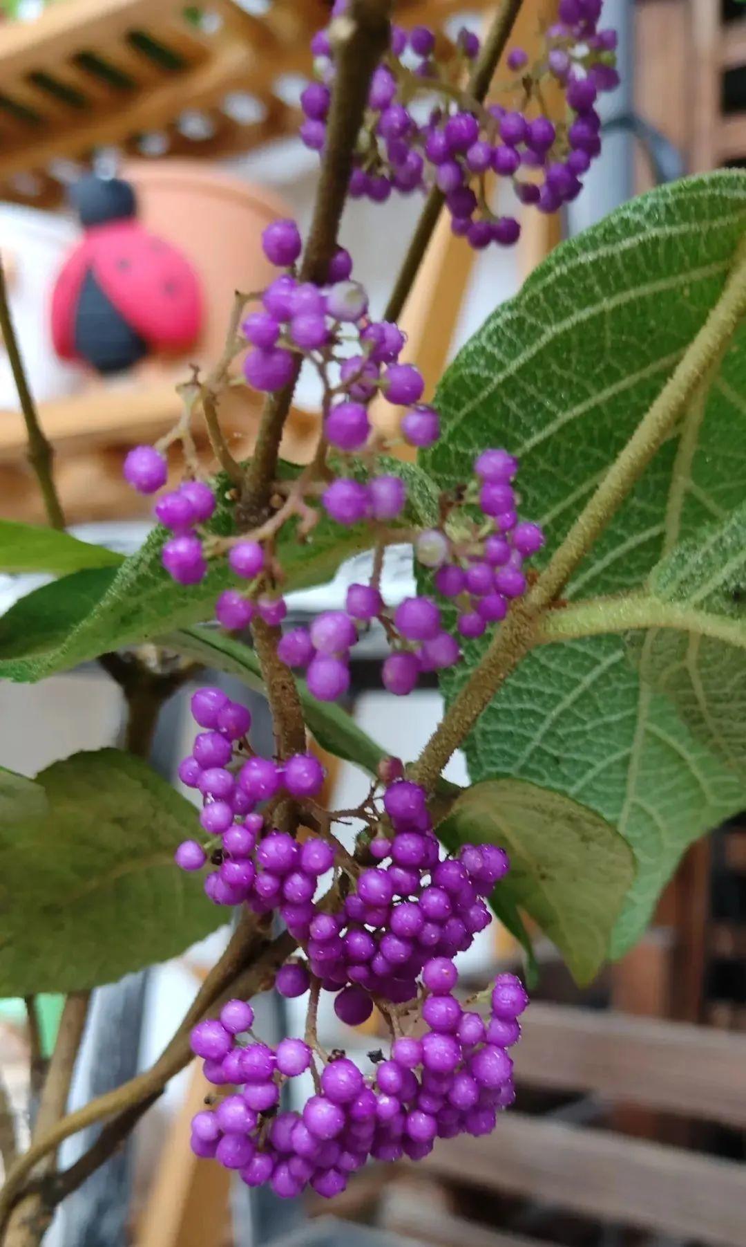 6种“观果植物”,小果实挂满枝头,半年不落,喜庆又好看!