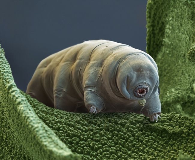 地球上唯一不死的生物