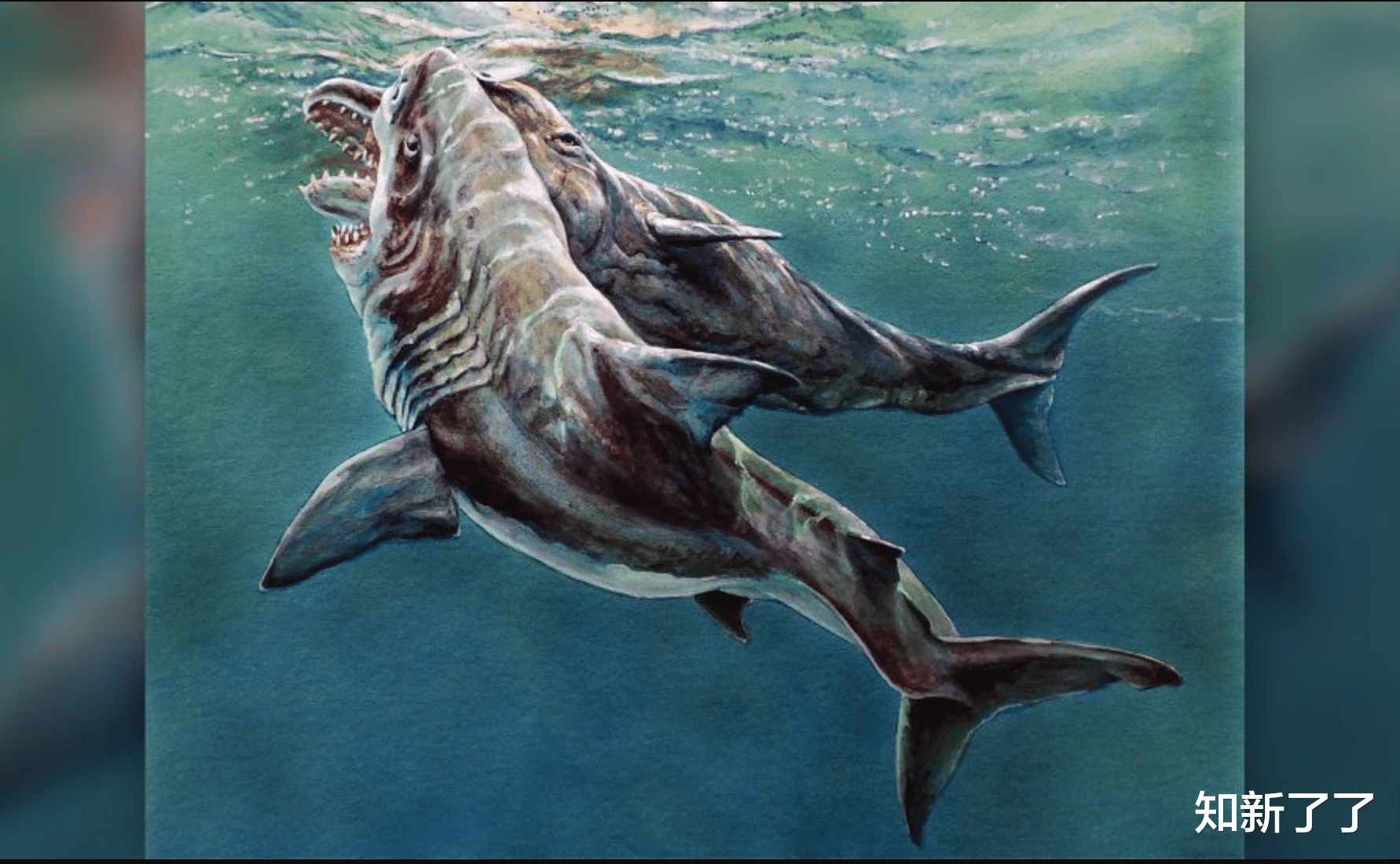 科学家 一颗远古的牙齿重现了数百万年前巨齿鲨的凶猛捕食场景