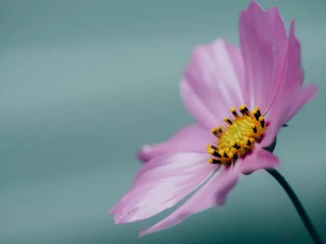 摄影技巧|摄影技巧 | 趁着花季未过，学点小技巧去拍花花吧~