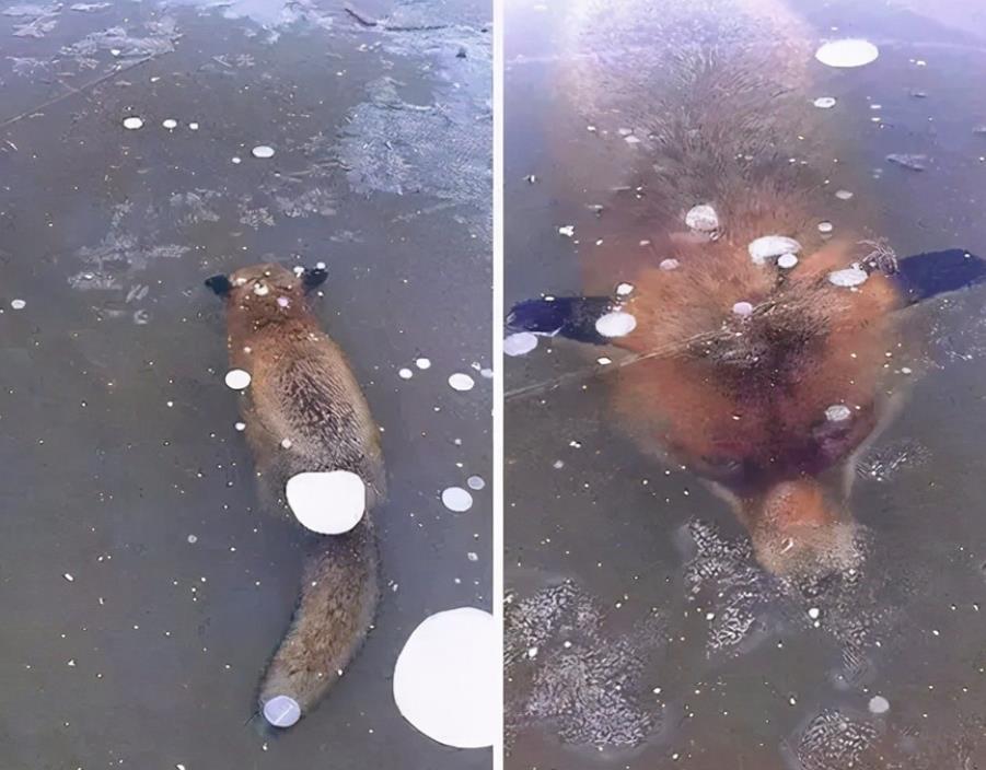  冷知识：15个不可思议的大自然“杰作”！真实存在，你敢相信吗？