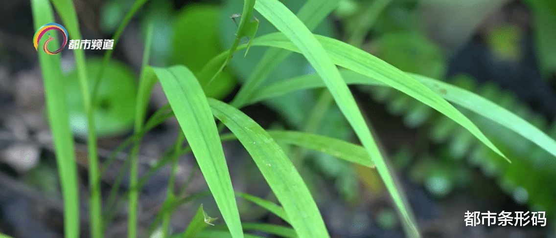 铜陵|龙陵县打出了野生稻保护组合拳 加强“植物大熊猫”的保护